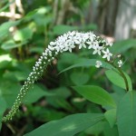 2011年07月06日　トラノオの花