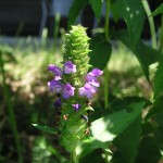 2011年07月06日　ウツボグサの花