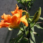 2011年07月06日　ヤブカンゾウの花