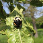 20120524アカスジキンカメムシ