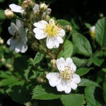 20120527ノイバラの花