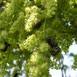20120527ヤマウルシの花