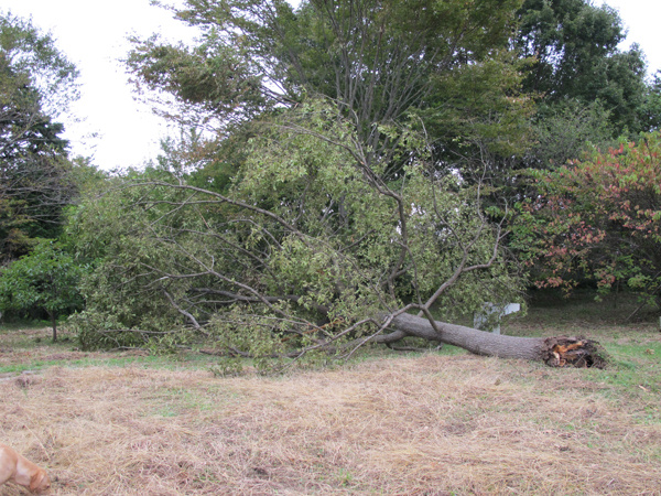 草原のクヌギの木 | いわむらかずお絵本の丘美術館