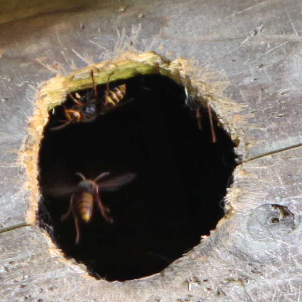 20130808musasabi_hati