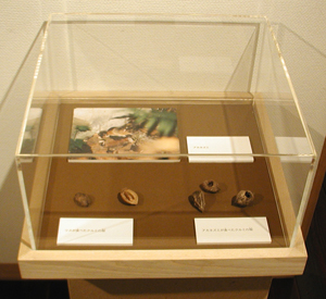 アカネズミの食痕